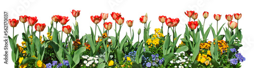Massif de tulipes	 photo