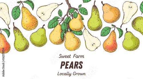 Pear fruit hand drawn design. Vector illustration. Design, package, brochure illustration. Pear fruit frame illustration. Design elements for packaging design and other.