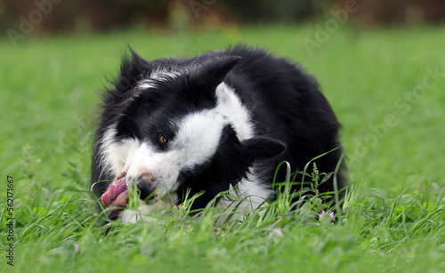 Beautiful dog eating grass on a meadow outdoors. Border collie dog (Canis lupus familiaris) tasting and enjoying fresh pasture to heal and clean its intestines.