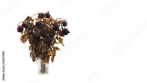 Closeup Shot at A Group of Dried Natural Roses (Selective Focus).