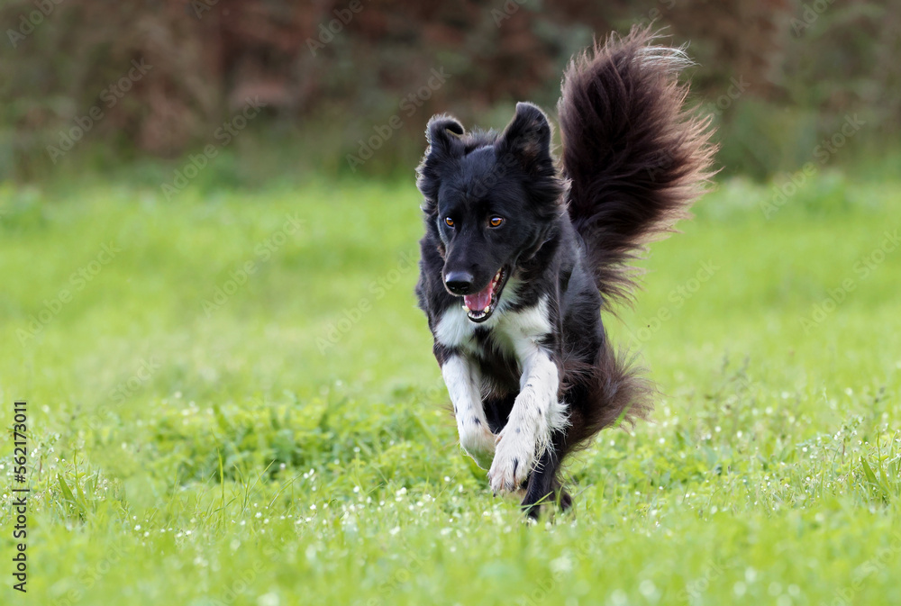 order collie dog (Canis lupus familiaris) enjoying a good time on a grass field. Cute joyful young dog.