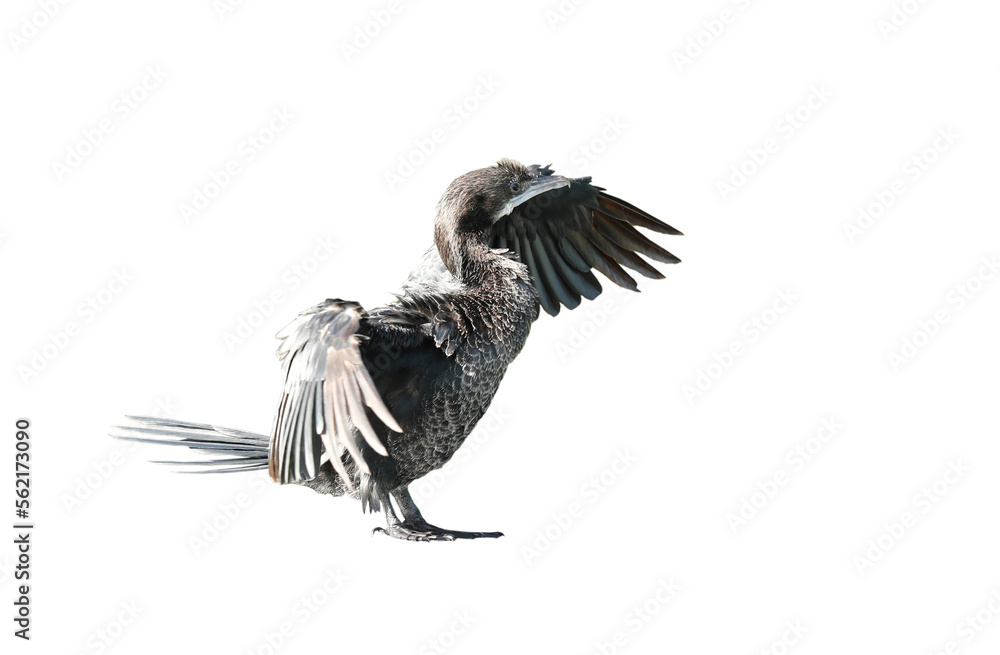 Obraz premium Little cormorant or Javanese cormorant spread wings isolated on white background