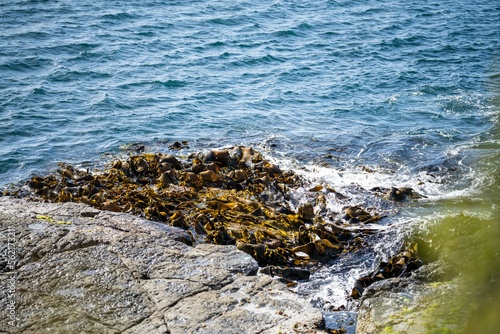 Seaweed and bull kelp growing on rocks in the ocean in australia. Waves moving seaweed over rock and flowing with the tide in Japan. Seaweed farm 
