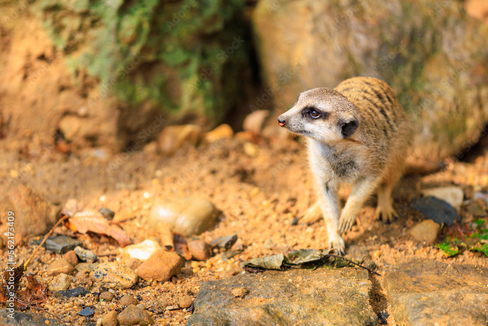 Fototapeta premium Meerkat with surprised emotion. Background with selective focus and copy space