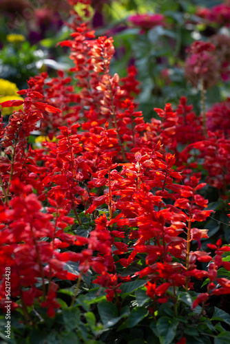 Close-up of bright red scarlet salvia flower with beautiful petal detail.
