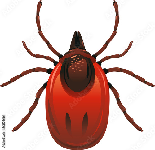 One adult mite with red body in top view, detailed illustation of dangerous insect