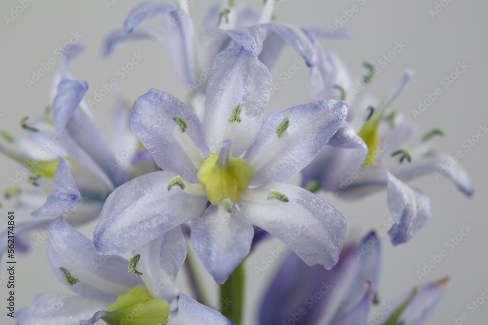 Gently purple flowers isolated on gray background.