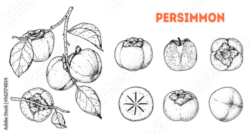 Persimmons fruit. Hand drawn design elements. Vector illustration. Design, package, brochure illustration. Persimmon fruit illustration. Design elements for packaging design and other.