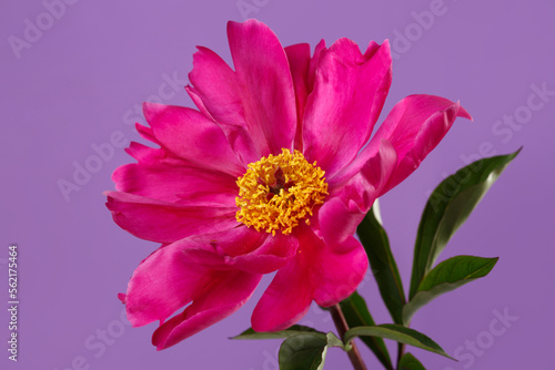 Red peony flower with yellow center isolated on purple background.