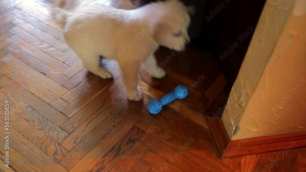 golden retriever puppy playing with a blue rubber toy. The dog plays ...