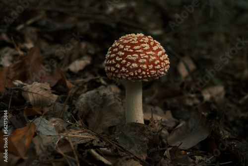 red and white mushroom