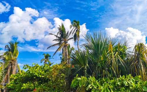 Tropical natural palm tree coconuts blue sky in Mexico.