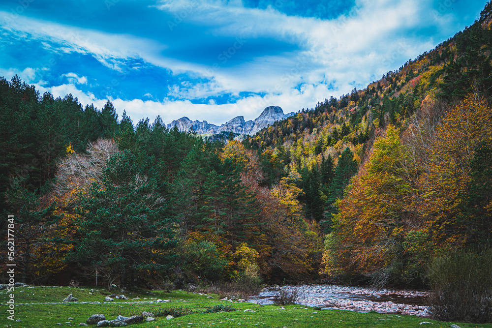 Ruta por la selva de Oza y el valle de Zuriza. La recogida de setas es