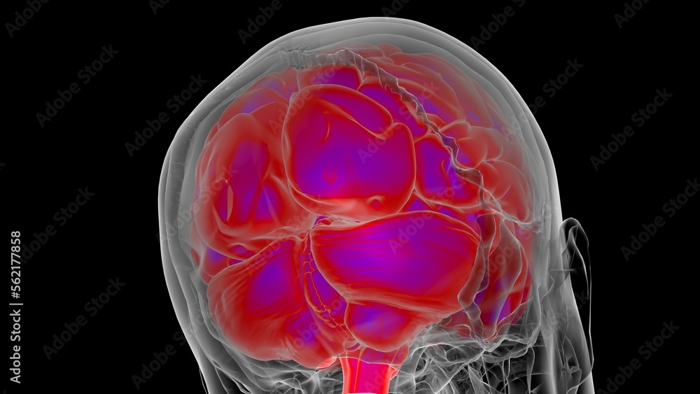 Human brain anatomy for medical concept 3D rendering Human brain anatomy for medical concept 3D rendering