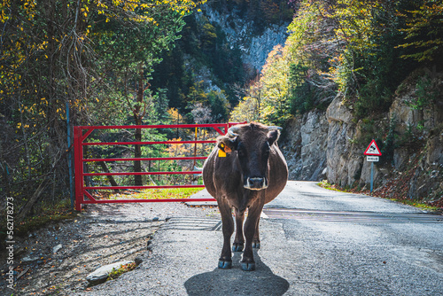 Ruta por la selva de Oza y el valle de Zuriza. La recogida de setas es habitual aquí, así como encontrarse con caballos salvajes o vacas que andan libres con el buen tiempo por los Pirineos. photo