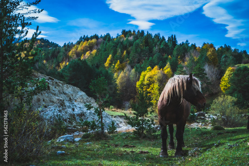 Ruta por la selva de Oza y el valle de Zuriza. La recogida de setas es habitual aquí, así como encontrarse con caballos salvajes o vacas que andan libres con el buen tiempo por los Pirineos. photo