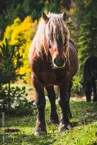 Ruta por la selva de Oza y el valle de Zuriza. La recogida de setas es habitual aquí, así como encontrarse con caballos salvajes o vacas que andan libres con el buen tiempo por los Pirineos. photo