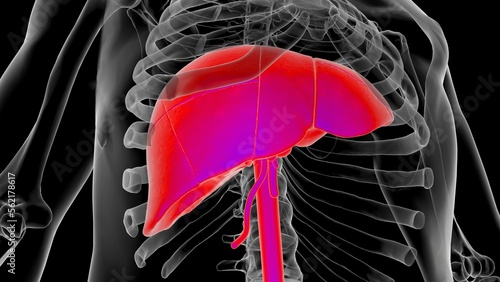 Human Anatomy internal organs liver anatomy For medical concept 3D