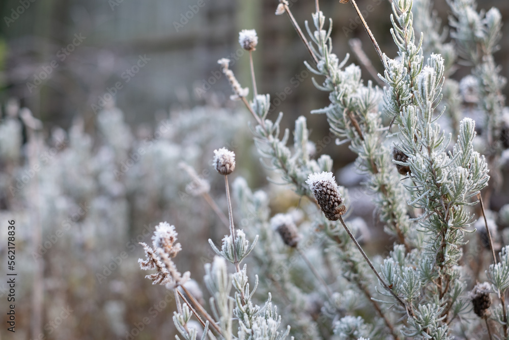 Decaying flower heads covered in frost, photographed on a cold winter's day in a suburban garden in Pinner, northwest London UK. Decaying flower heads covered in frost, photographed on a cold winter's day in a suburban garden in Pinner, northwest London UK.