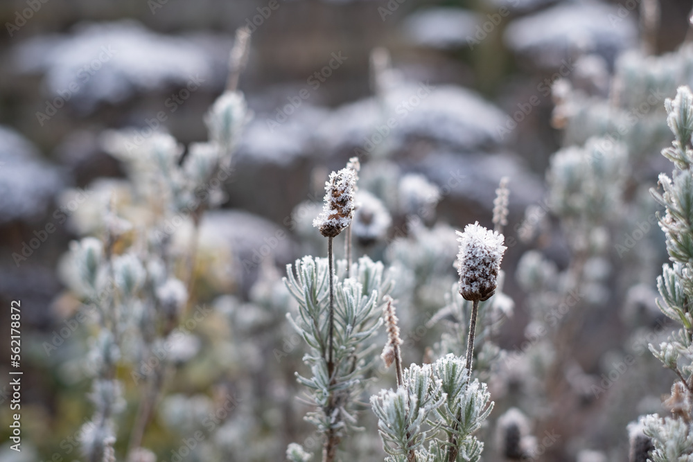 Decaying flower heads covered in frost, photographed on a cold winter's day in a suburban garden in Pinner, northwest London UK.
