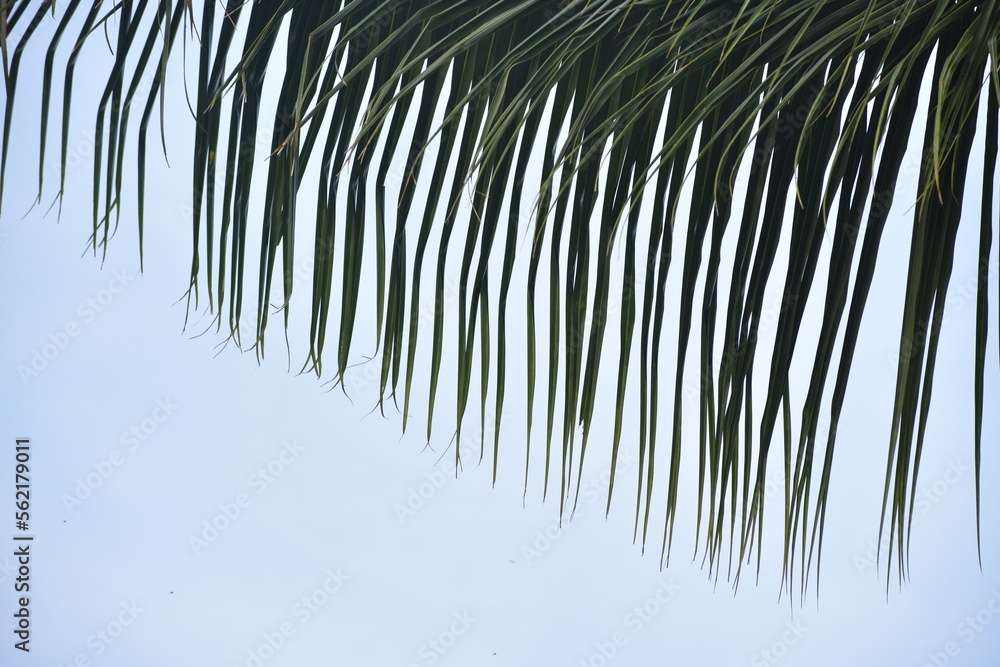 Fototapeta premium Hanging green palm tree leaf texture pattern with blue sky background in tropical summer destination
