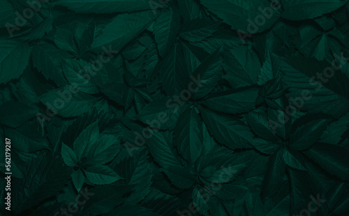 green leaves dark moody background