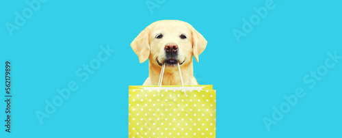 Fotografie, Tablou Portrait of happy Golden Retriever dog holding shopping bag in the teeth on blue
