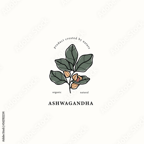 Line art ashwagandha plant drawing