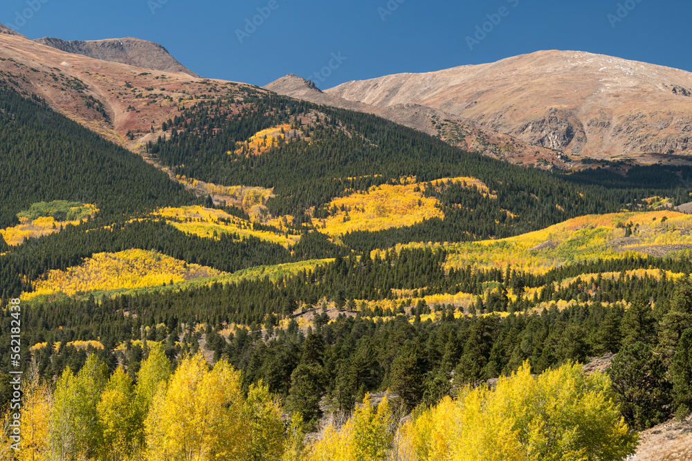 Mosquito Mountain Range in the early fall with colorful changing aspen trees. Located in the San Isabel National Forest in Central Colorado.