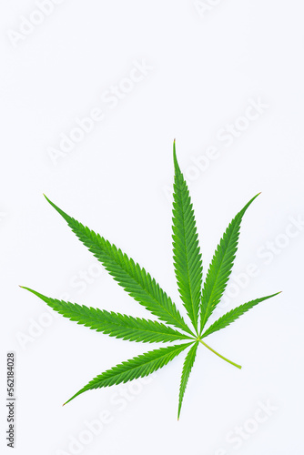 marijuana leaf on white background,Cannabis leaf, marijuana isolated on white background, top view copy space for text,Cannabis Leaf,Cut Out,
Cannabis Plant,Flower,Growth,