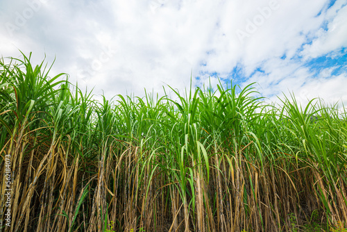 sugar cane,Sugarcane fields in blue sky and white clouds in Thailand,Sugar Cane,Queensland,Australia,Agricultural Field,Sugar - Food,