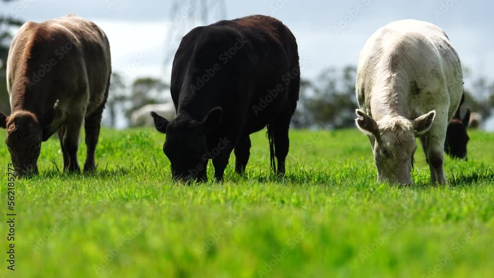 Sustainable agriculture, innovative farming. Cows grazing on an American cattle ranch. Grass fed cows. Sustainable agriculture, innovative farming. Cows grazing on an American cattle ranch. Grass fed cows.