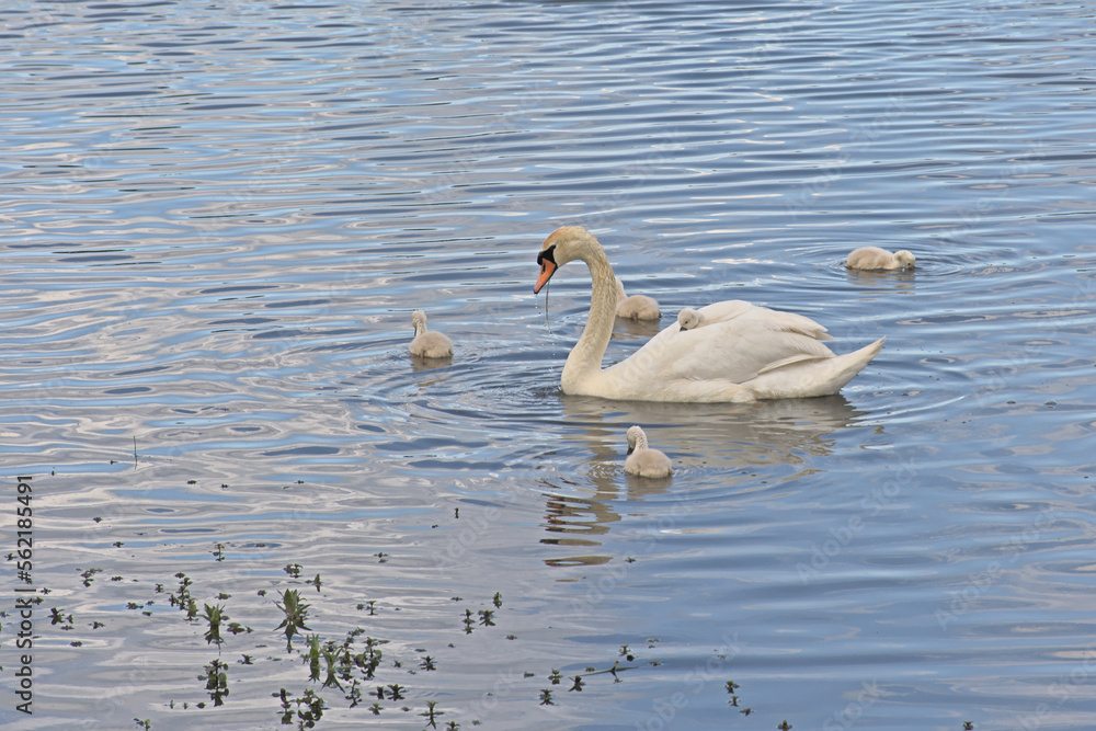 Mother swan and cygnets foraging in the lake -Cygnus olor