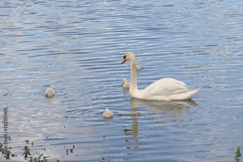 Fototapeta Naklejka Na Ścianę i Meble -  Mother swan and cygnets foraging in the lake -Cygnus olor