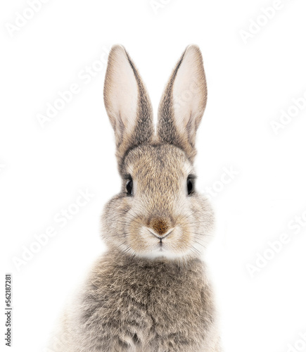 photo portrait of a bunny or rabbit on a white background for digital printing wallpaper, custom design  photo