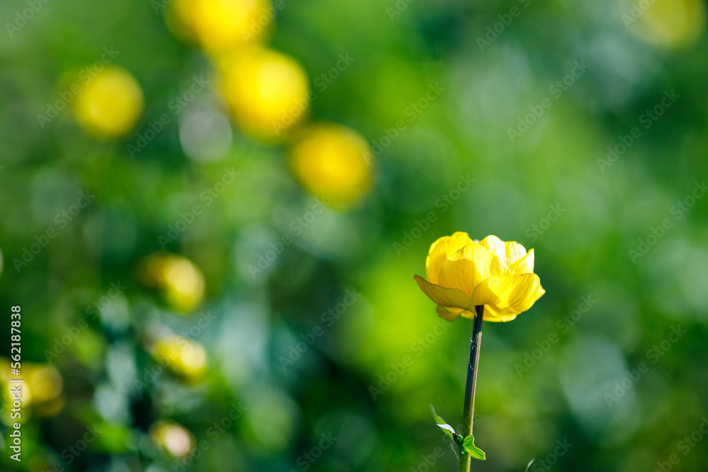 Fototapeta premium a yellow flower on a blurry meadow background on a summer day. natural blurred background of flowers and grass