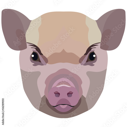 Micro Pig face. Vector illustration with cute mini pig. Isolated on white background.