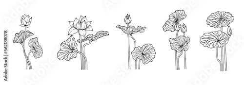 Linear sketch of lotus flowers,buds and leaves.Vector graphics.