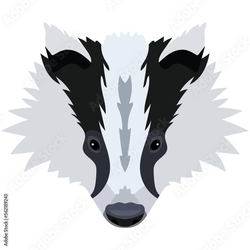 Badger's face. Vector illustration of cute badger Isolated on white background.