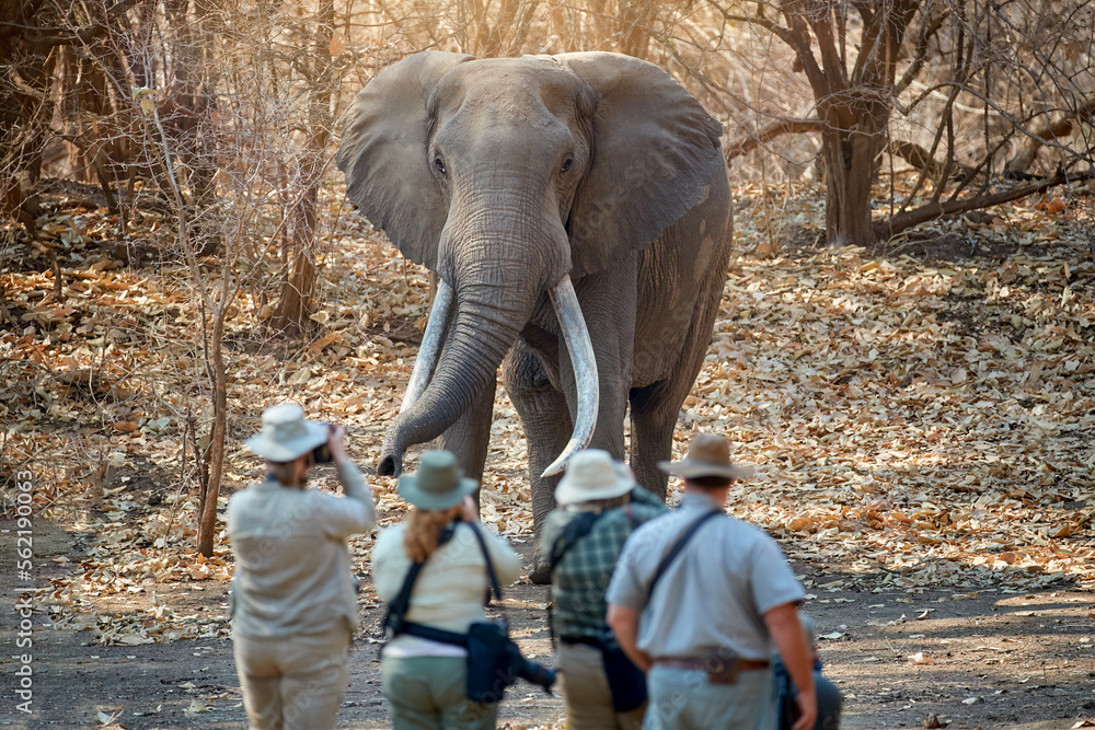 On safari in Africa: a view of a group of tourists from behind, standing in front of a huge male elephant with long tusks. Safari walk in the wildderness of ManaPools dry forest, Zimbabwe.  - obrazy, fototapety, plakaty 