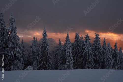 Sunset in a winter forest. Frozen trees. photo