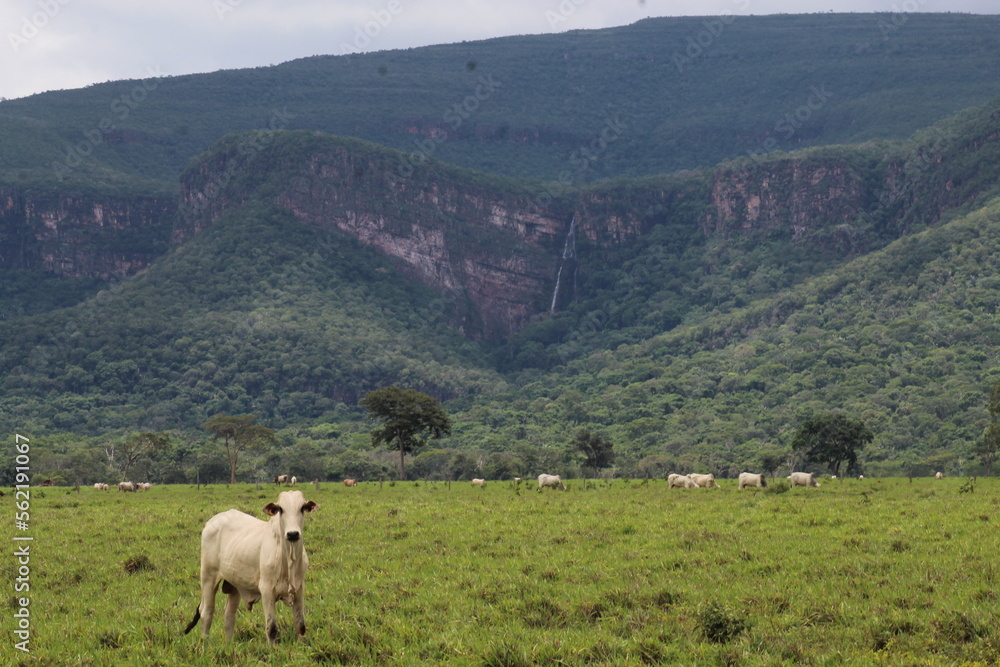 Fototapeta premium Boi em frente a paredões do Parque Estadual Ser Ricardo Franco, em Vila Bela da santíssima trindade, mato grosso 