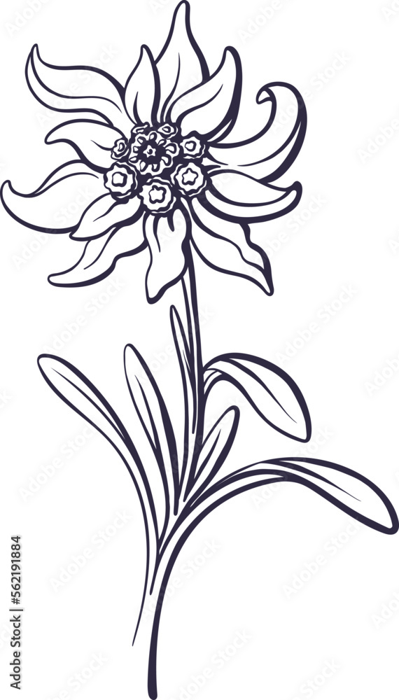 Edelweiss flower, leaves. Vector mountain plant. Hand drawn graphic illustration in sketch style. Symbol of Bavaria and Oktoberfest holiday
