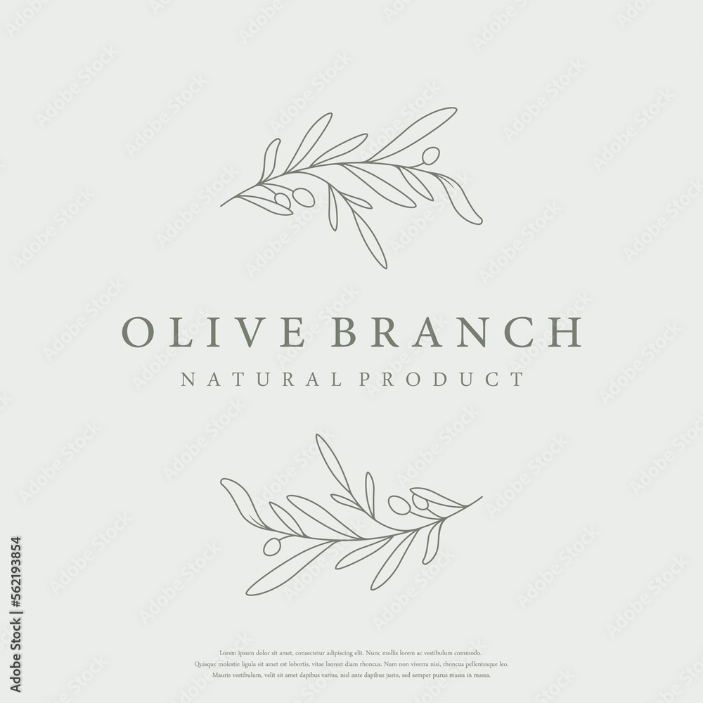 Botanical logo template Hand drawn natural olive leaf and fruit .Herbal, olive oil,cosmetic or beauty.