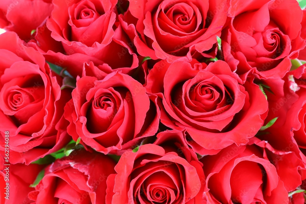 Many red roses . Background. Top view. Many red roses . Background. Top view.