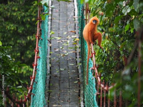 Photography Maroon langur also knows as maroon leaf monkey or red leaf monkey (Presbytis rub