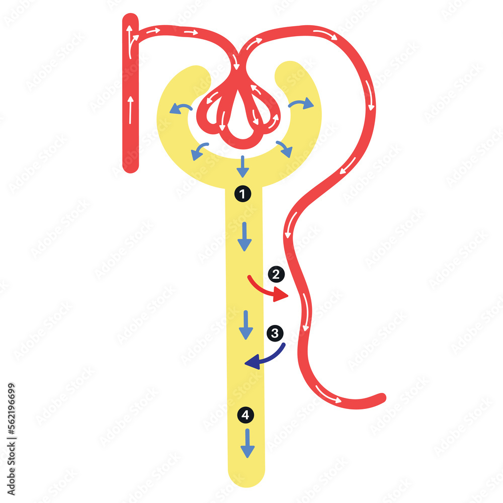 Photo & Art Print Anatomy of Nephron Urine Formation., achiichiii