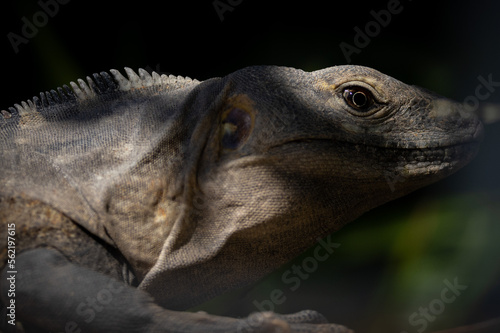 Endemic Baja California spiny-tailed iguana