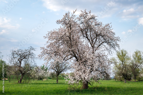 Blooming apple tree in orchard at springtime. Fruit garden