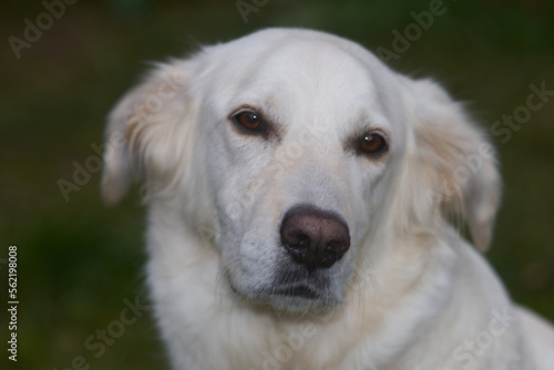Portrait eines weißen Mischlingshundes, braune Augen, melancholischer Blick